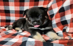 Gerberian Shepsky dogs for sale: Mateo - Image 2