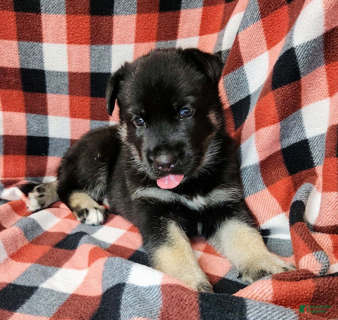 Gerberian Shepsky dogs for sale: Mateo - Image 2