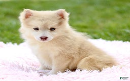Pomsky dogs for sale: Darla - Image 1