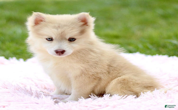 Pomsky dogs for sale - Ad 1