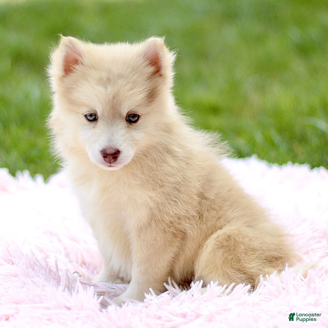 Pomsky dogs for sale: Darla - Image 1