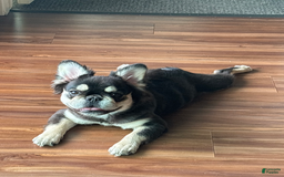 French Bulldog dogs for sale: Amber - Image 1