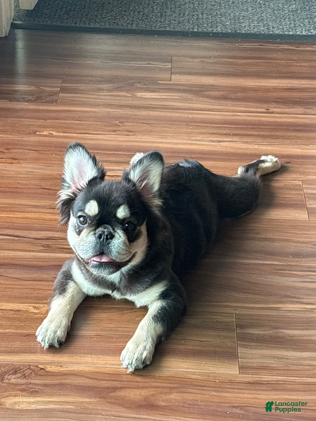 French Bulldog dogs for sale: Amber - Image 1