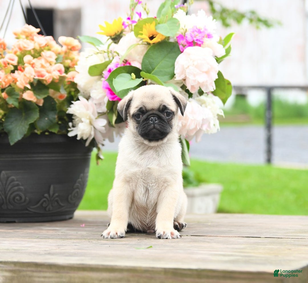 Pug dogs for sale: Coal - Image 3