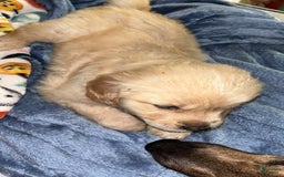 Golden Retriever dogs for sale: No Name - Image 2