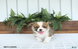 Welsh Corgi Pembroke dogs for sale: Maverick - Image 3
