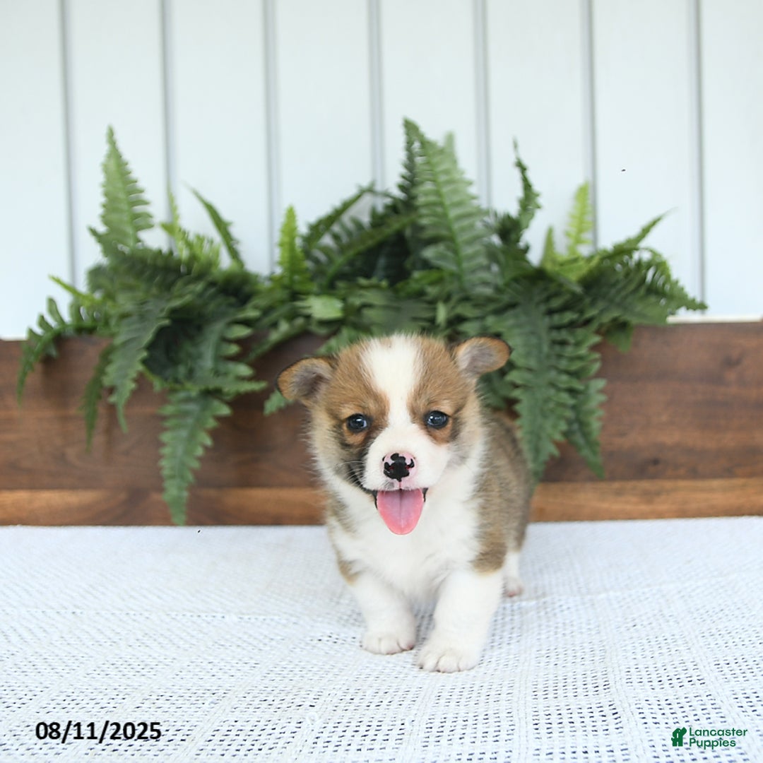 Welsh Corgi Pembroke dogs for sale: Maverick - Image 3