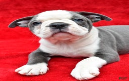 Boston Terrier dogs for sale: Jane - Image 7
