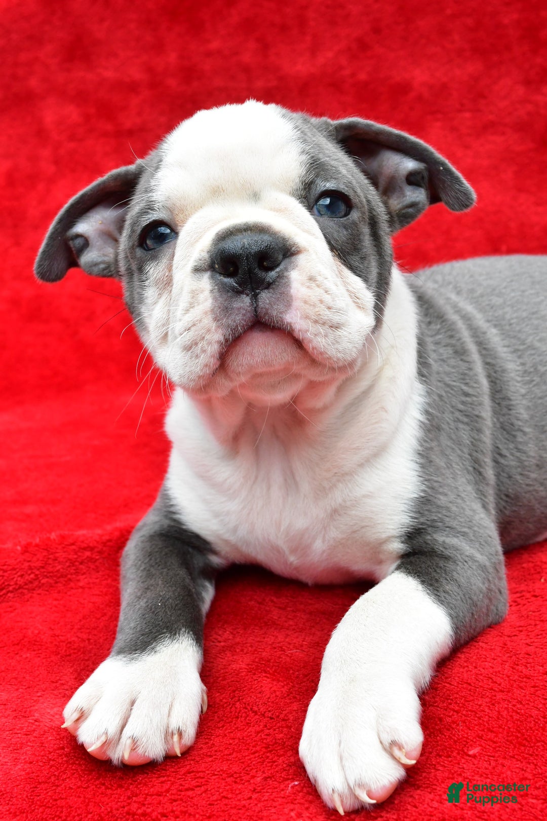 Boston Terrier dogs for sale: Jane - Image 7