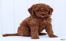 Standard Poodle dogs for sale: Reul - Image 6