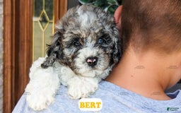 Cavapoo dogs for sale: Bert - Image 14