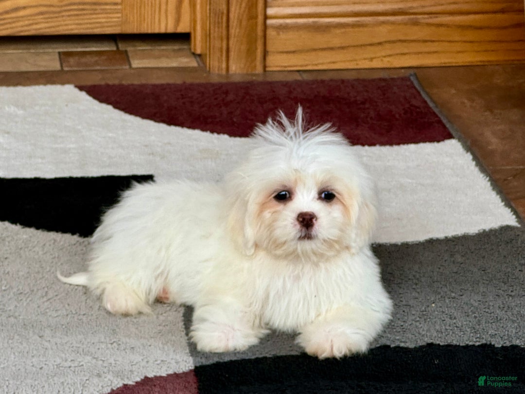 Lhasa Apso dogs for sale: Angel - Image 8