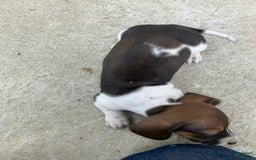 Miniature Dachshund dogs for sale: Roselyn - Image 4