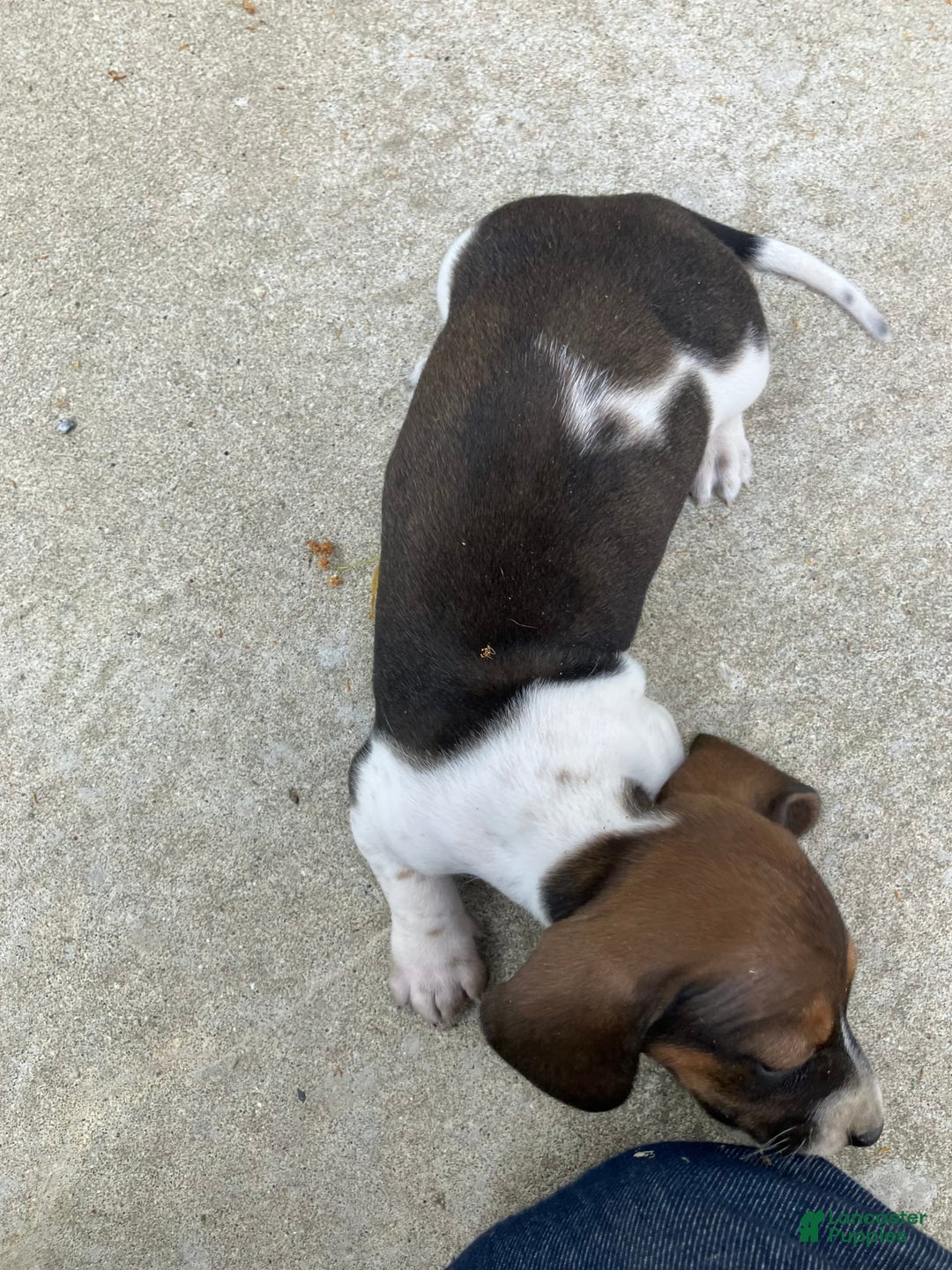 Miniature Dachshund dogs for sale: Roselyn - Image 4
