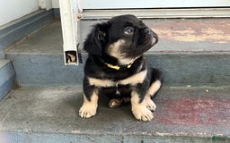 French Bulldog dogs for sale: Bugsy - Image 5