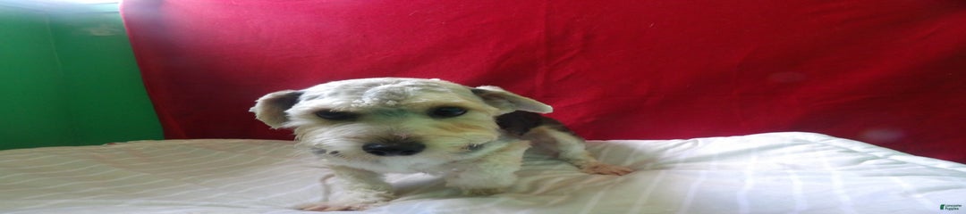 Ruey
