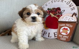 Teddy Bear dogs for sale: Freda - Image 2
