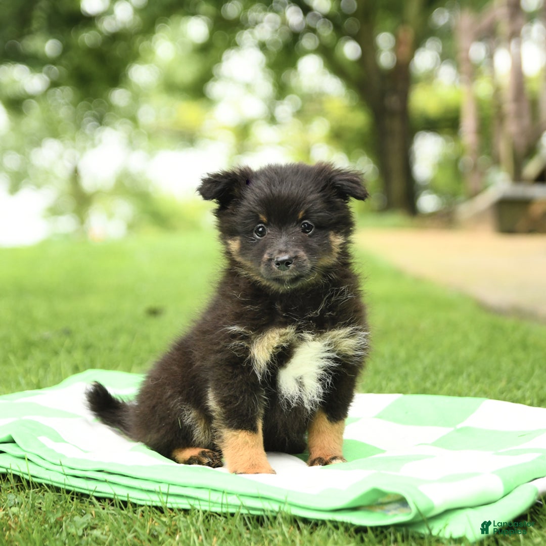 Shetland Sheepdog dogs for sale: Pluto - Image 3