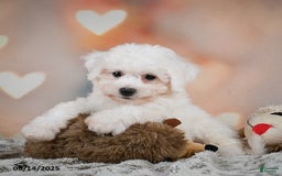 Bichon Frise dogs for sale: Benny - Image 4