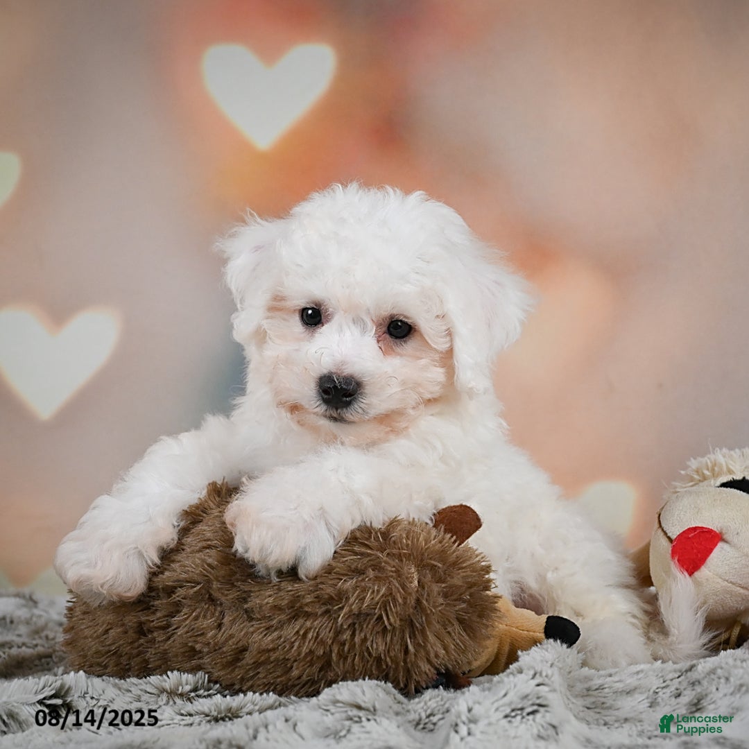 Bichon Frise dogs for sale: Benny - Image 4
