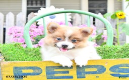 Pomeranian dogs for sale: Celia - Image 9