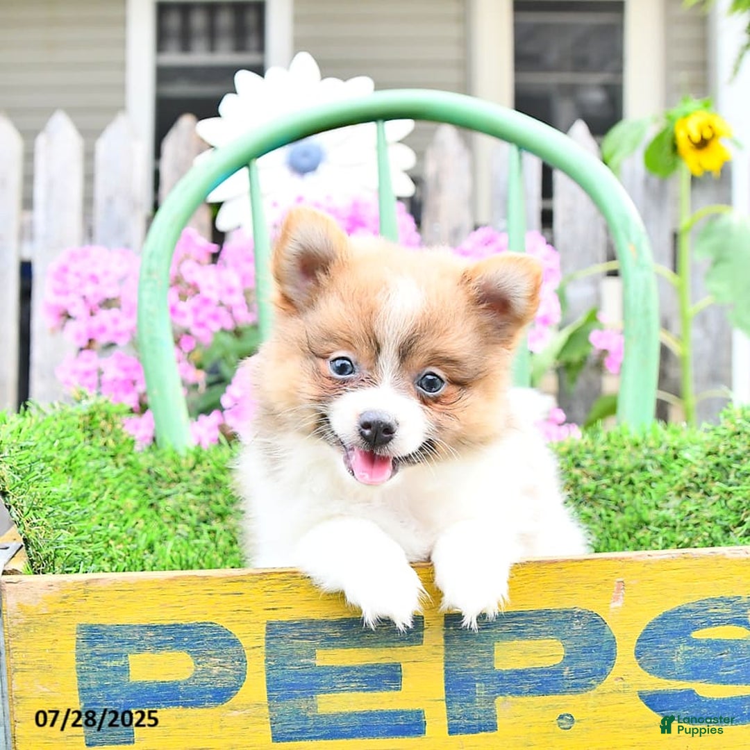 Pomeranian dogs for sale: Celia - Image 9