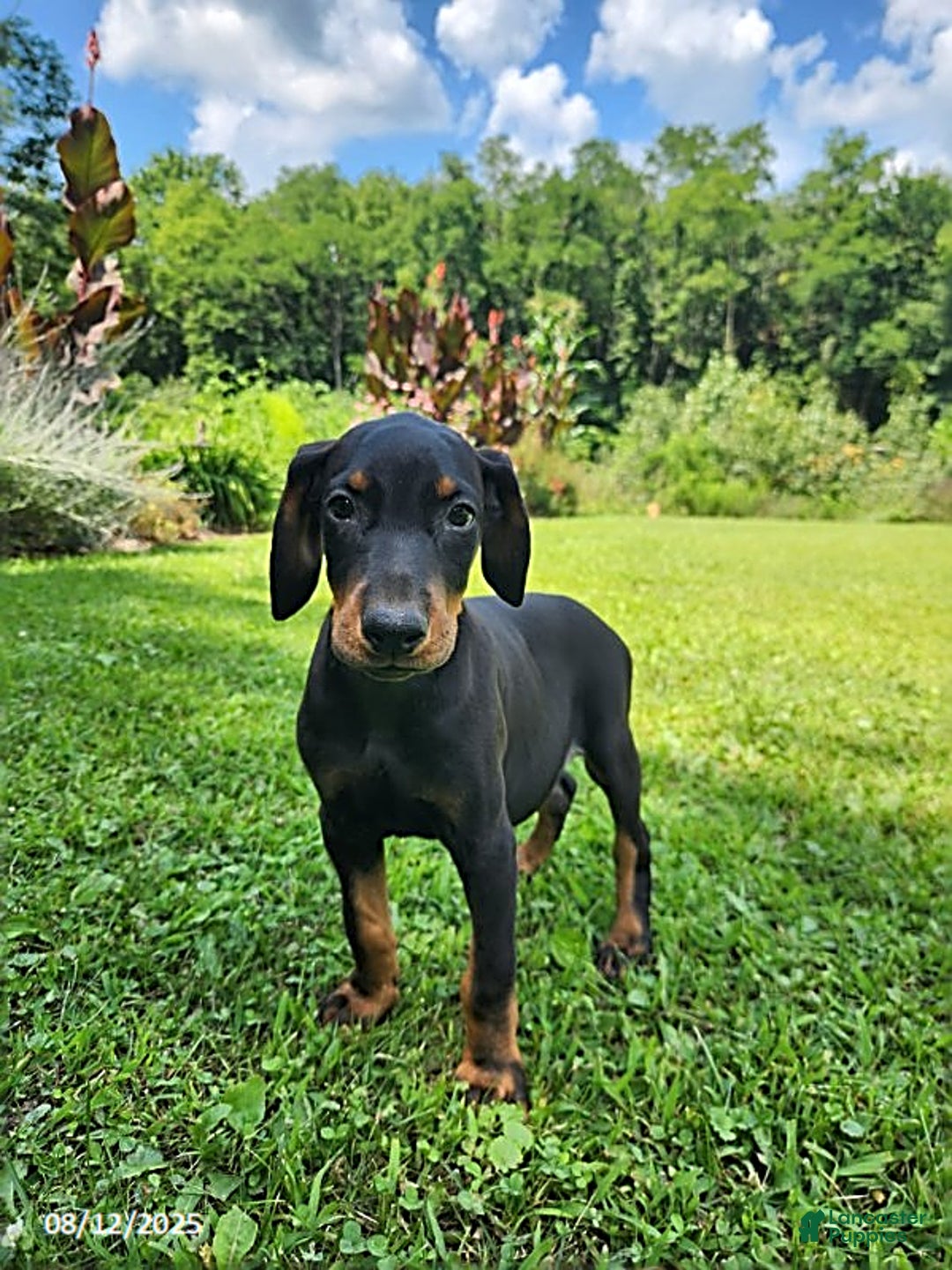 Doberman Pinscher dogs for sale: Dexter - Image 1