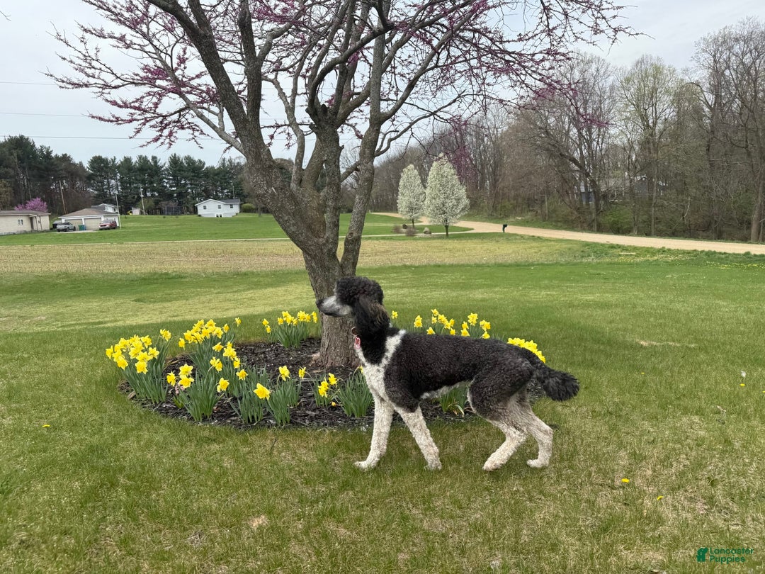 Standard Poodle dogs for sale: Josie - Image 4