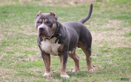 American Bully dogs for sale: Socks - Image 8