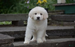 Great Pyrenees dogs for sale: Whitlock - Image 6