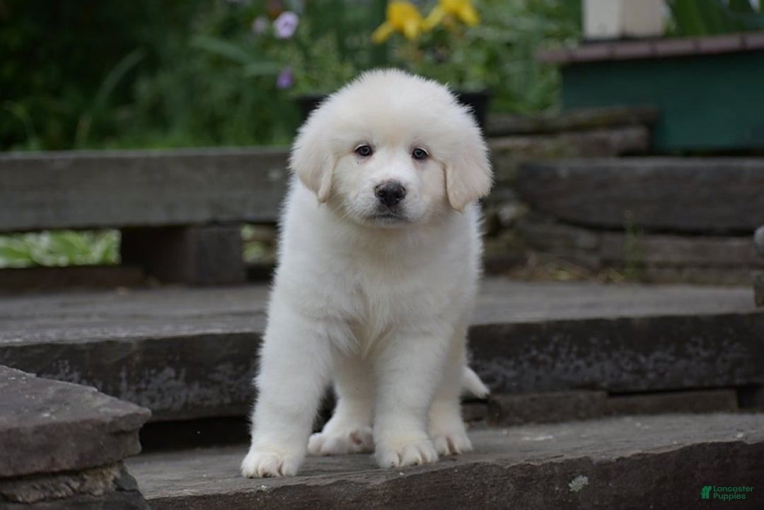 Great Pyrenees dogs for sale: Whitlock - Image 6