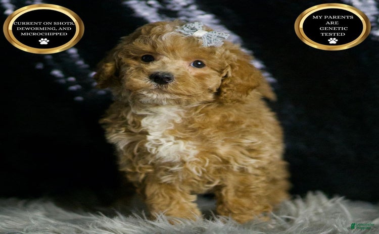 Maltipoo dogs - Advert 25