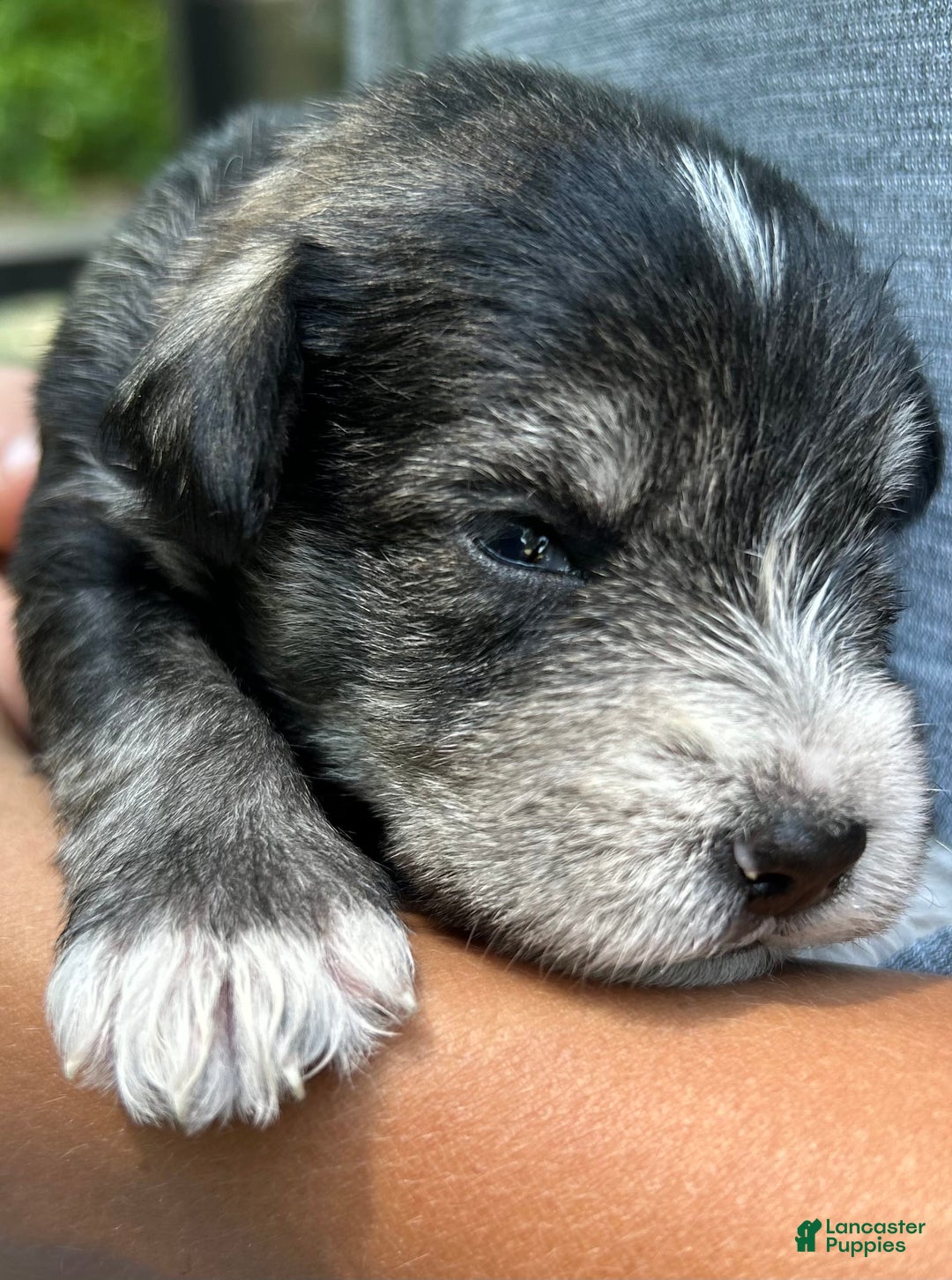 Miniature Schnauzer dogs for sale: Dash - Image 10