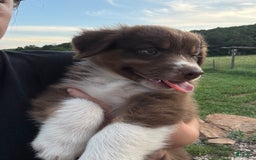 Australian Shepherd dogs for sale: Australian Shepherd 7 puppies - Image 7