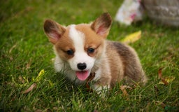 Welsh Corgi Pembroke dogs for sale: Brownie - Image 3