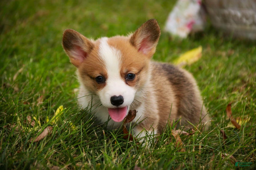Welsh Corgi Pembroke dogs for sale: Brownie - Image 3