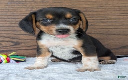 Beagle dogs for sale: Molly - Image 8