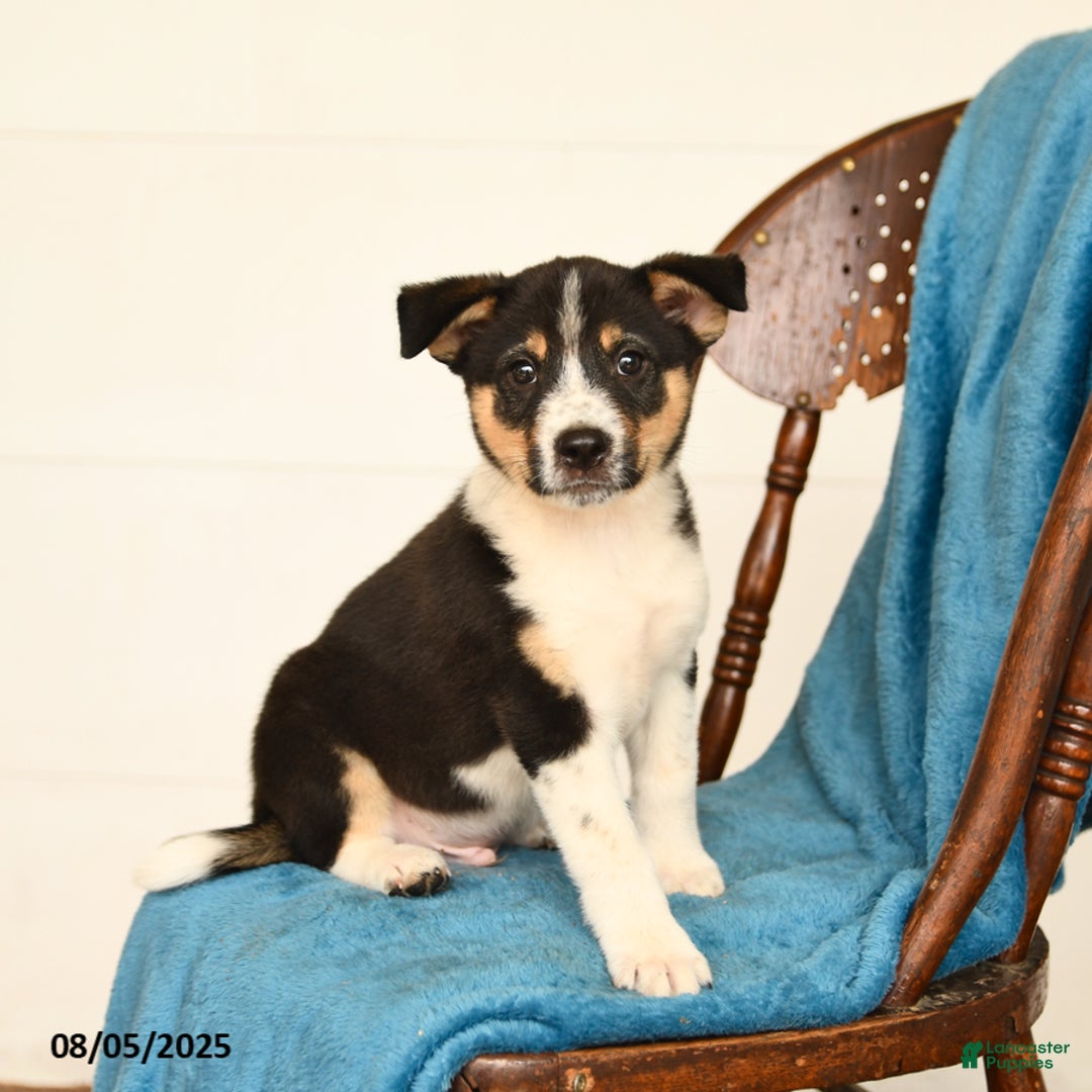 Australian Cattle Dog dogs for sale: Carter - Image 2
