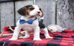 Beagle dogs for sale: Kobe - Image 5
