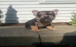 French Bulldog dogs for sale: Rocky - Image 10