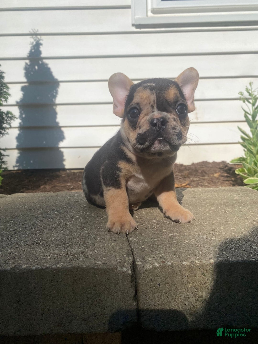 French Bulldog dogs for sale: Rocky - Image 10