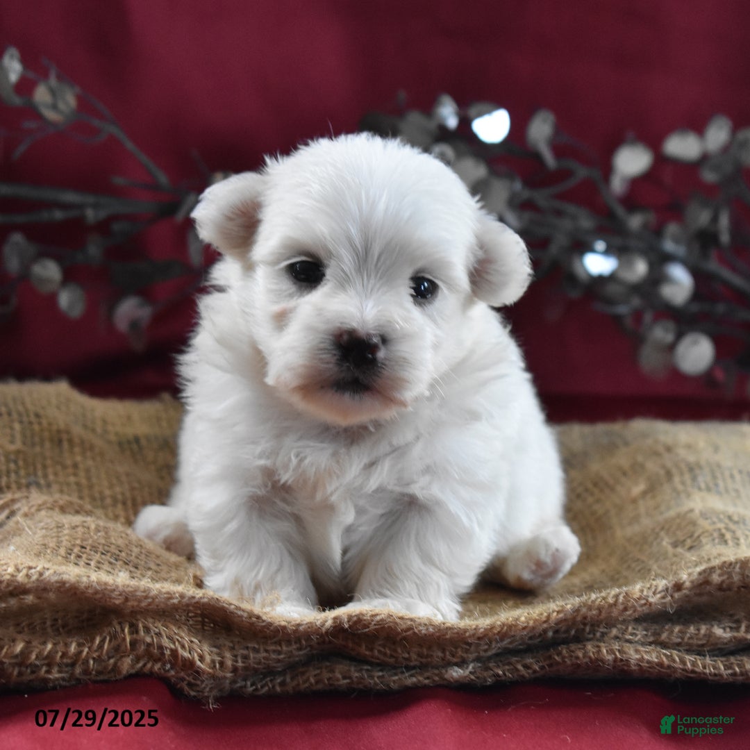 Maltese dogs for sale: Brice - Image 2