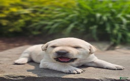 Labrador Retriever dogs for sale: Rileys Rosie - Image 12