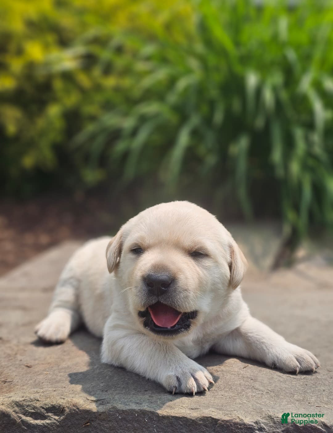 Labrador Retriever dogs for sale: Rileys Rosie - Image 12