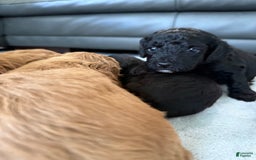Toy Poodle dogs for sale: Pure Breed Toy Poodle Girl - Image 1