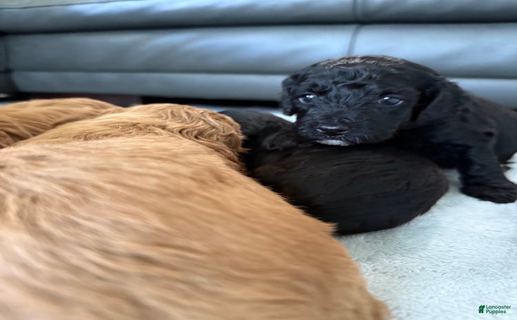 Toy Poodle dogs for sale - Ad 1