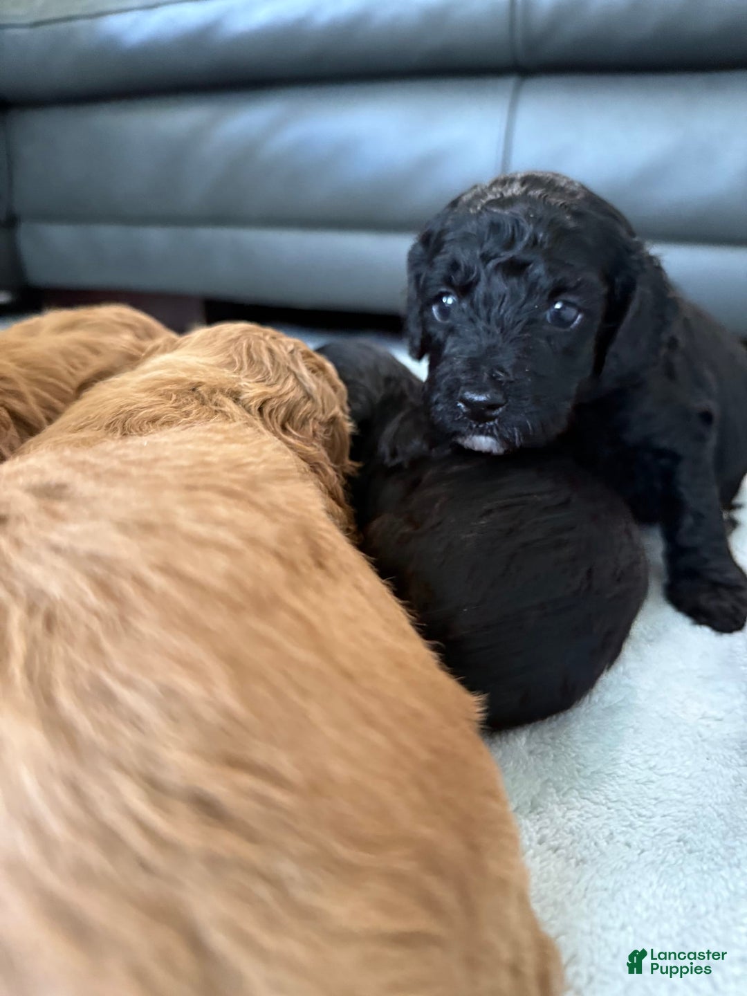Toy Poodle dogs for sale: Pure Breed Toy Poodle Girl - Image 1