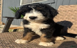 Bernedoodle dogs for sale: Lola - Image 3