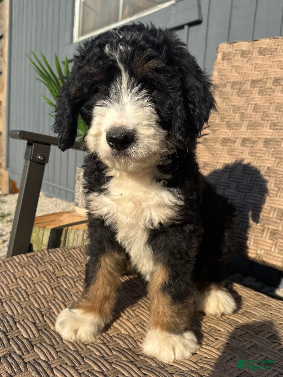 Bernedoodle dogs for sale: Lola - Image 3