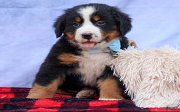 Bernese Mountain Dog dogs for sale: Samson - Image 11